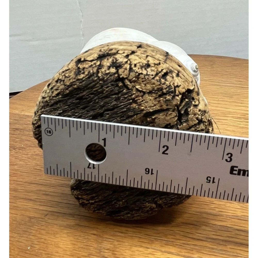 Vtg Natural Sea Moon Snail Rustic Resting Cork Base Nautical Home Decor Beach